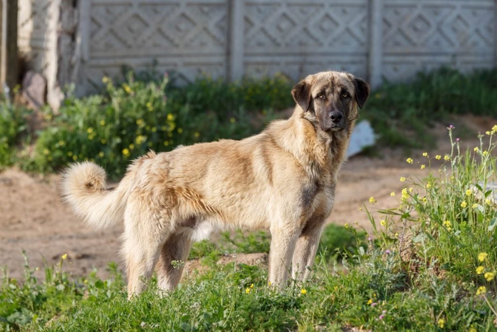 Kangal im Garten