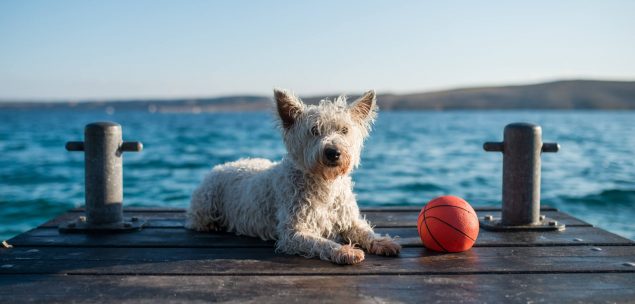 Ferienhaus Deutschland Mit Hund | Mein Haustier