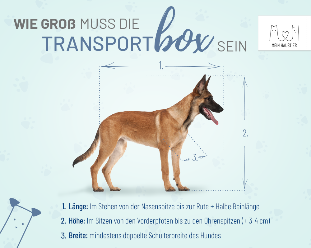 Hundetransport: Darauf solltet ihr beim Transport achten!
