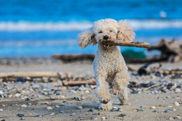 mit Erfolg! wird eure So zu Reise Hund: Strandurlaub einem