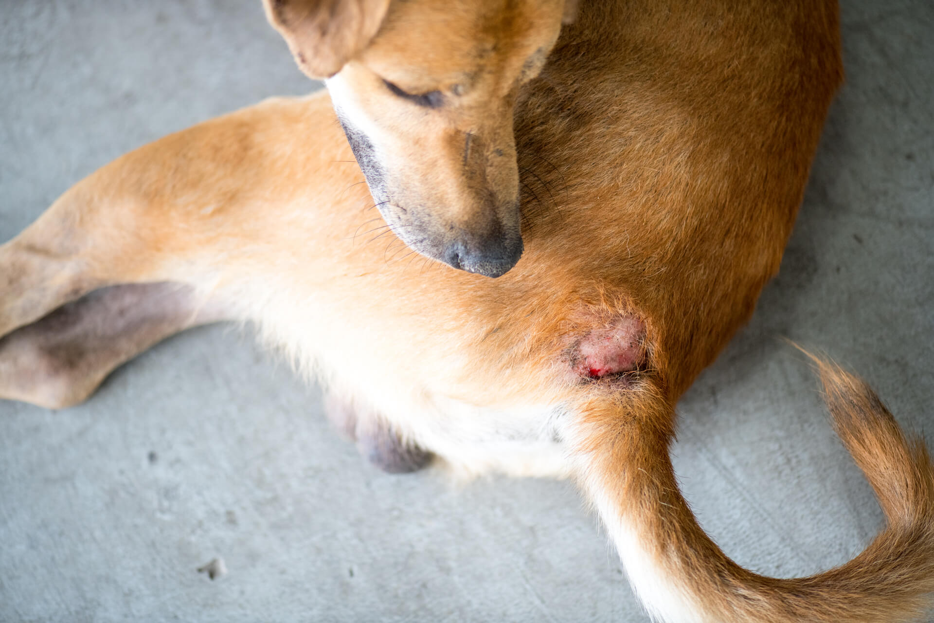 Hot Spot beim Hund: Die Auslöser und Behandlung.