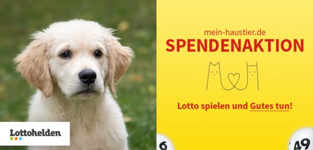 Tierheim-Spendenaktion: Lotto spielen und Gutes tun!