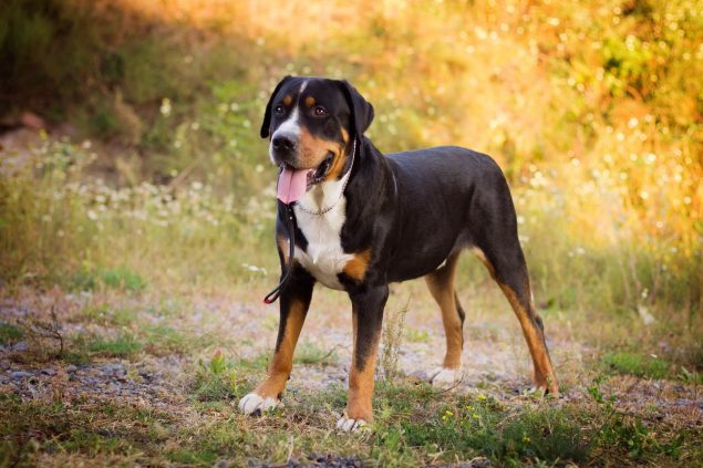 Appenzeller Sennenhund Steckbrief | Charakter, Pflege & Haltung