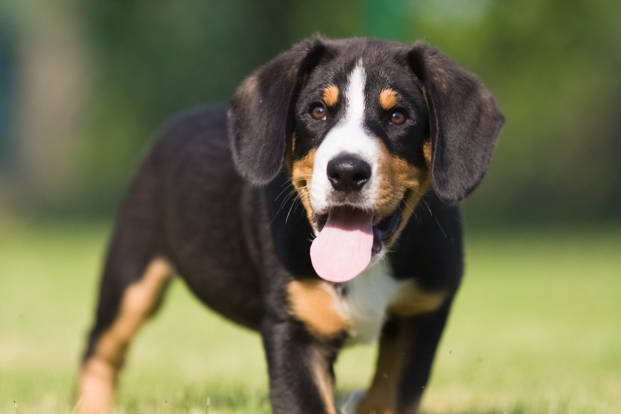 Appenzeller Sennenhund Steckbrief | Charakter, Pflege & Haltung