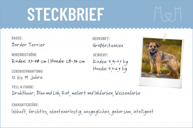 Border Terrier Steckbrief | Geschichte, Wesen & Haltung