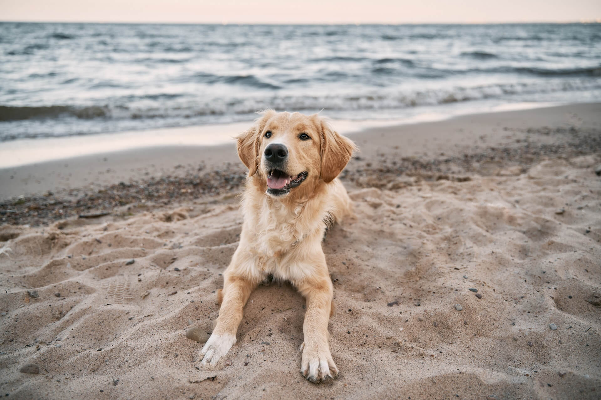 Hundestrände an der Ostsee für einen mit Hund