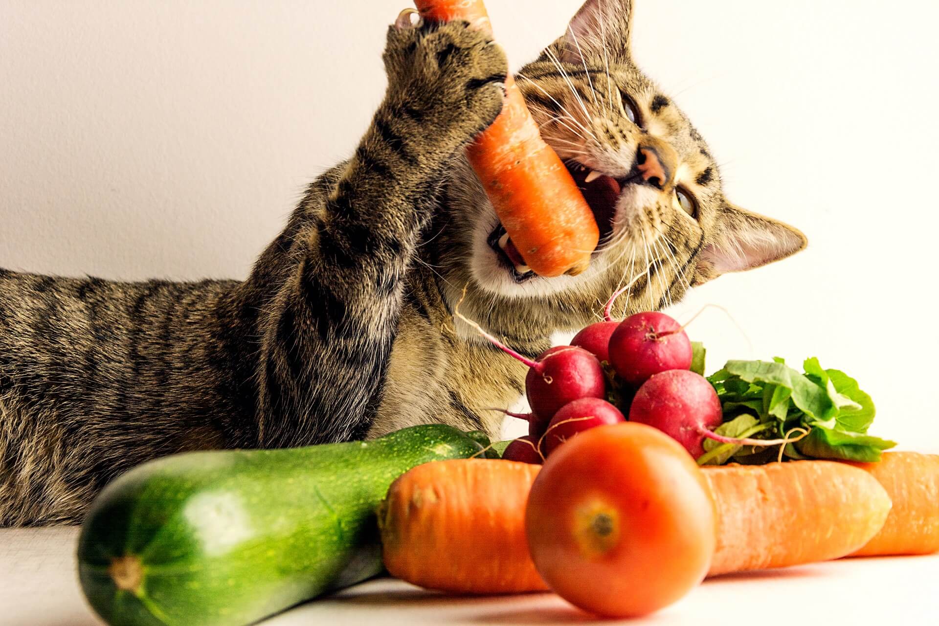 Что можно кошкам из еды. Кот вегетарианец. Еда для кошек. Кошка и овощи. Коты и еда.