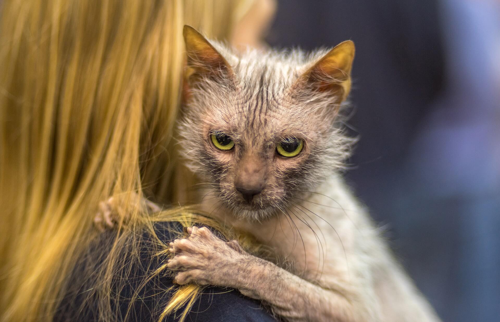 Ликой стар фото. Werewolf Cat питомник.