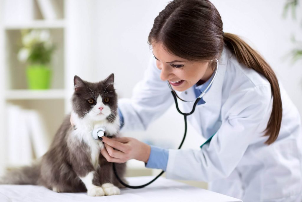 Katzen OP-Versicherung Katze wird untersucht