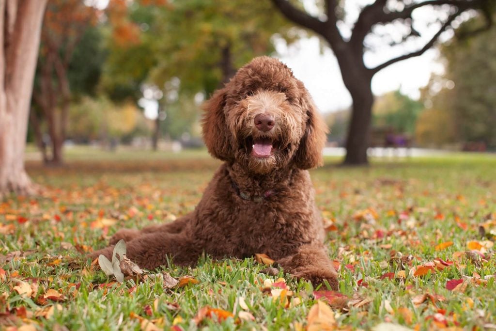 Labradoodle liegt im Laub