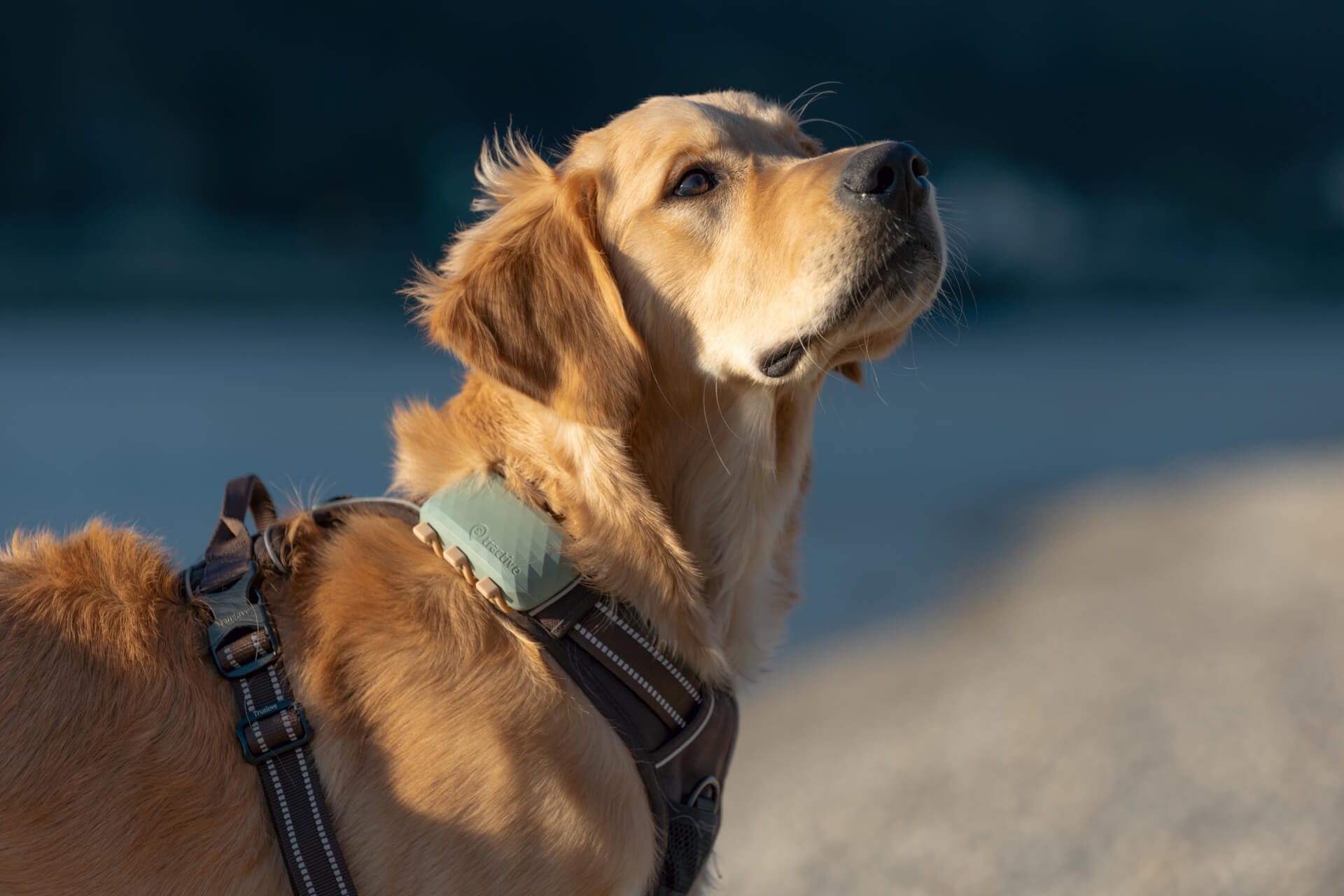 Testbericht: Tractive GPS Tracker für Hunde