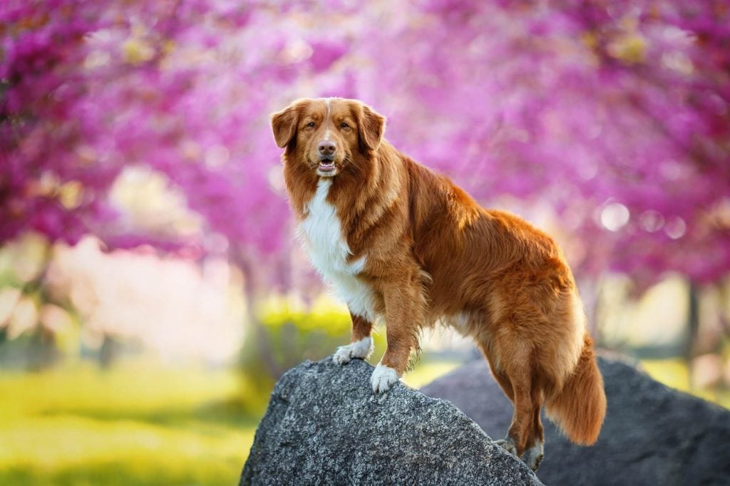 Nova Scotia Duck Tolling Retriever steht auf einem Felsen