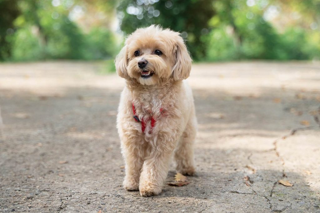 Maltipoo beim Spazieren im Park