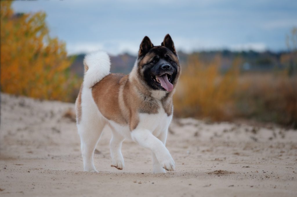 American Akita