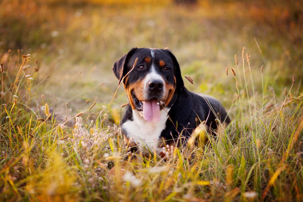 Grosser Schweizer Sennenhund liegt im Feld