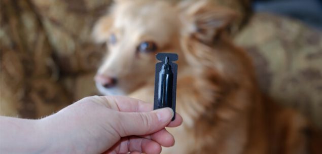 Zeckenschutz für Hunde Alles zu Thema Zeckenschutz beim Hund