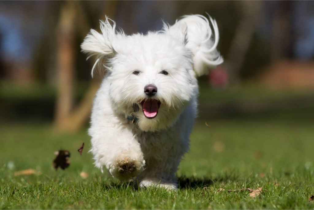 Coton de Tulear rennt über Wiese