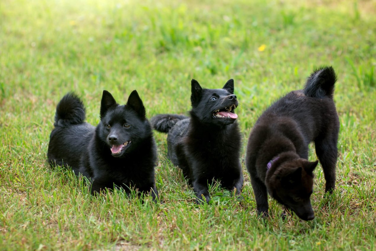 Schipperke Mit diesem aufgeweckten Hund wirds nie langweilig