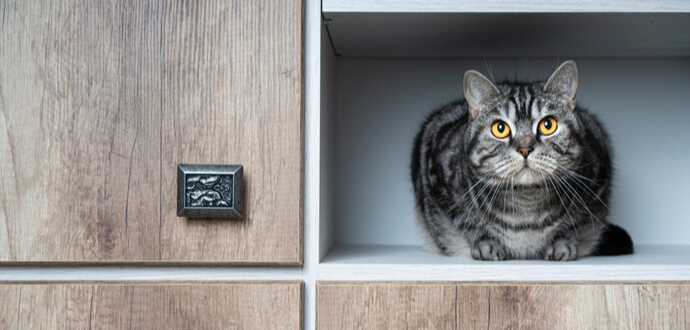Katzenschrank von Tchibo Praktische eure Samtpfote für Katzenmöbel