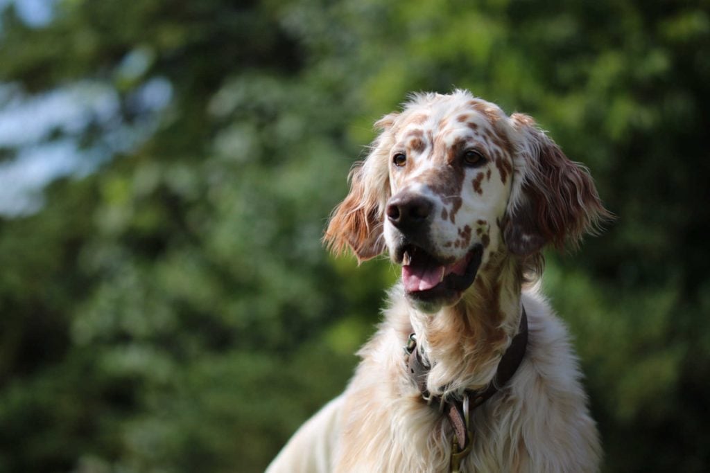 Portrait eines English Setters