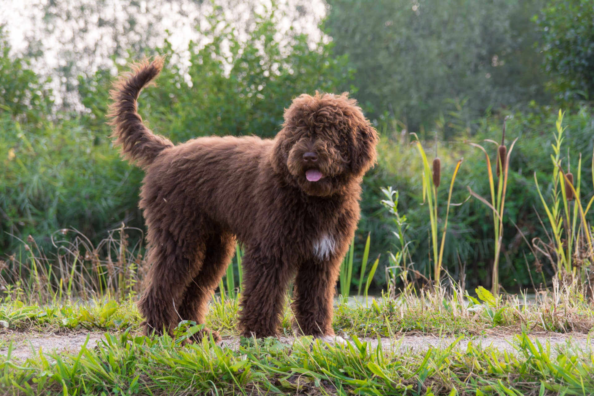 Der Barbet - ein liebevoller Wasserhund für die Familie