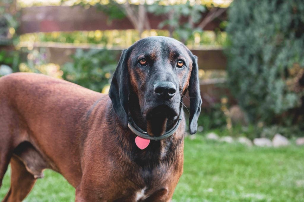 Bayerischer Gebirgsschweißhund im Garten