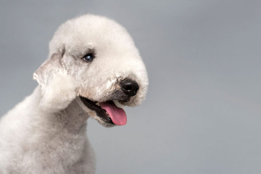 Bedlington Terrier im Porträt