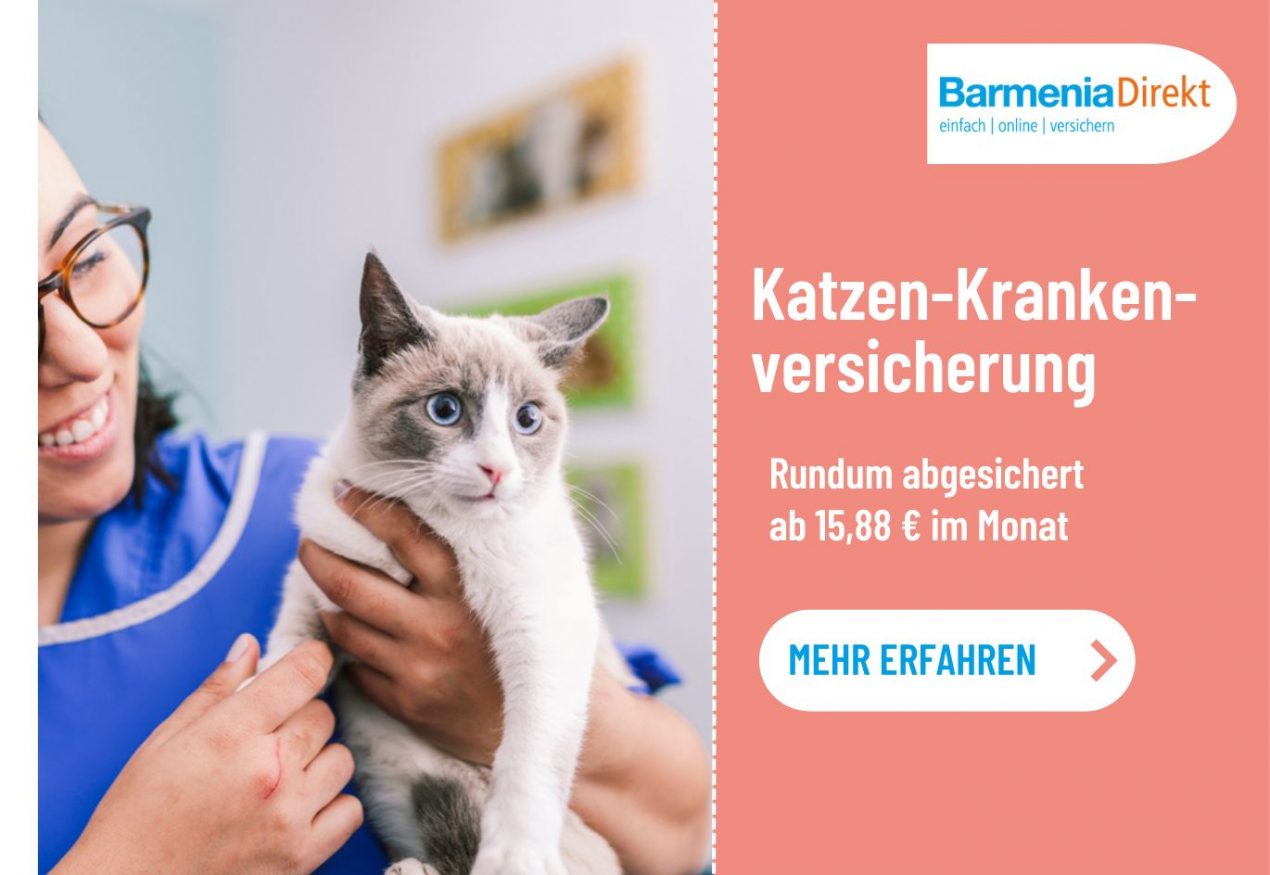 Katzenkrankenversicherung - Bestens Im Krankheitsfall Geschützt