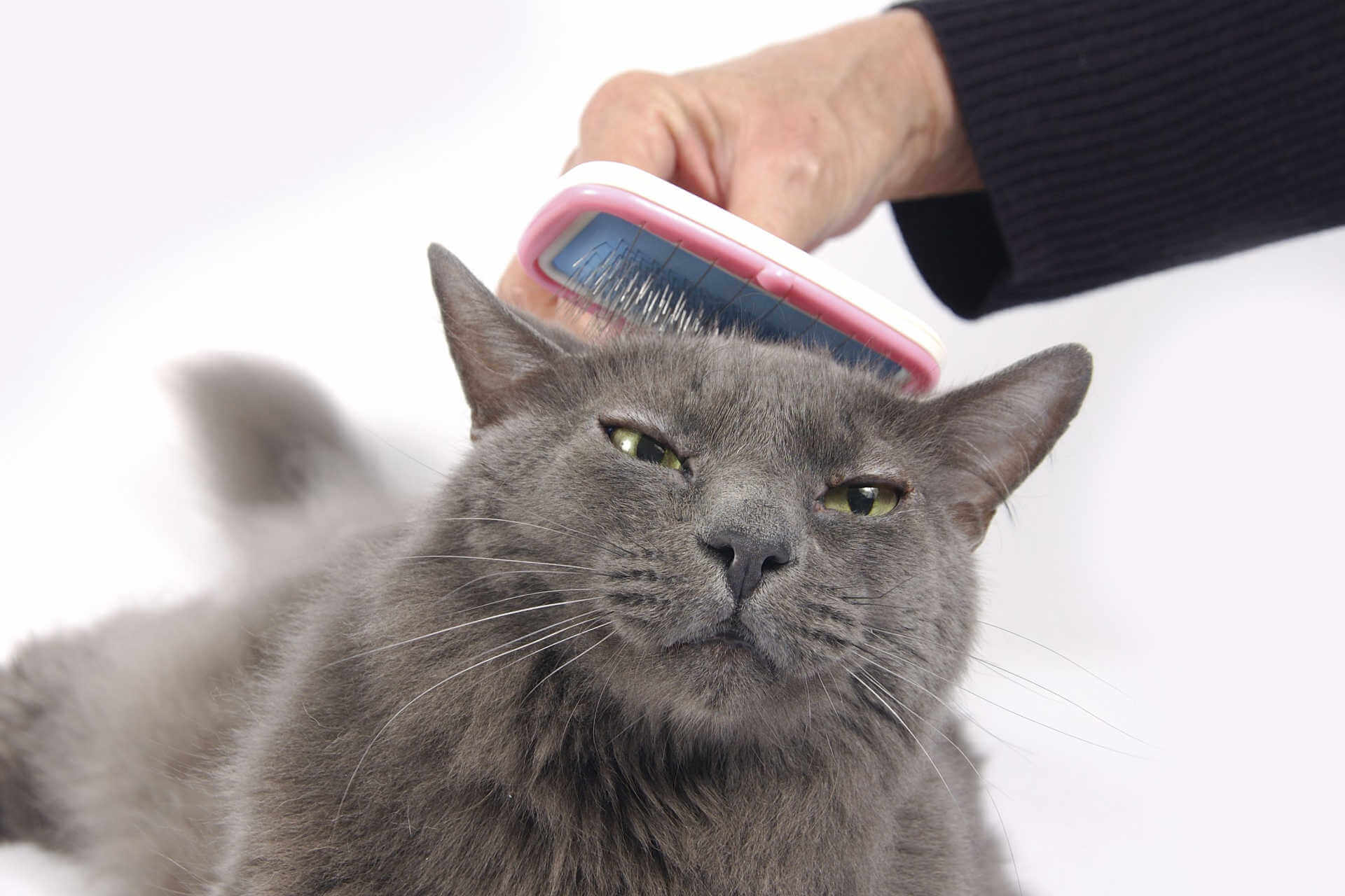 Bola de pelo gato