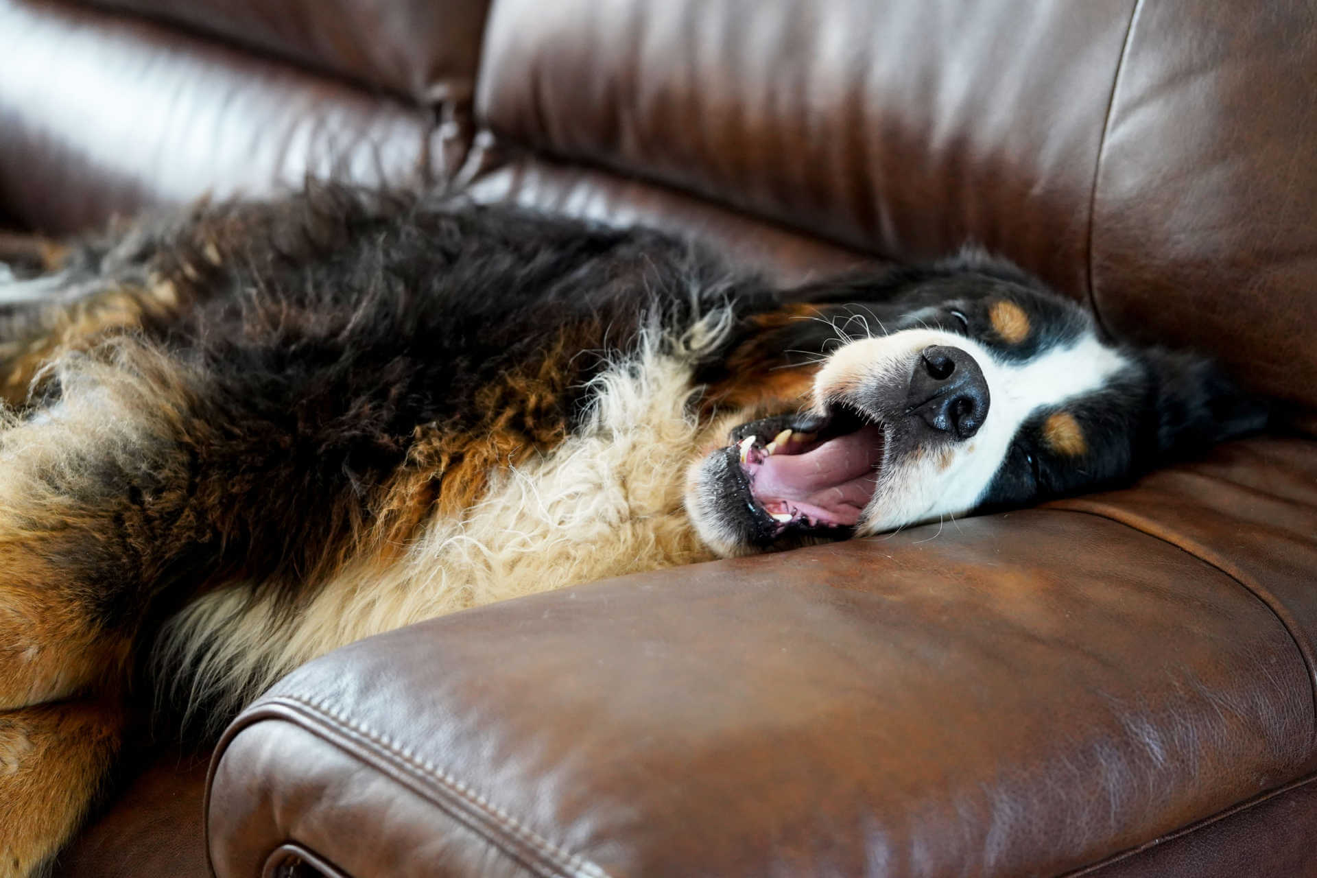 Berner Sennenhund schläft sehr entspannt