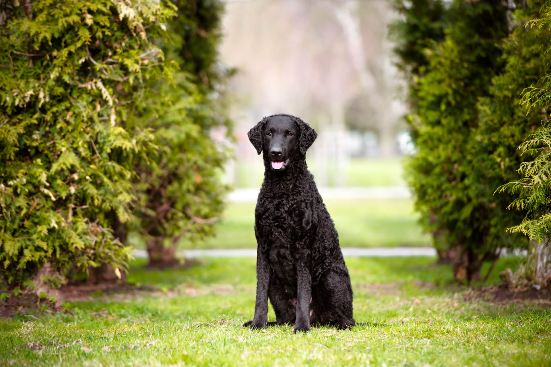 Curly Coated Retriver im Garten