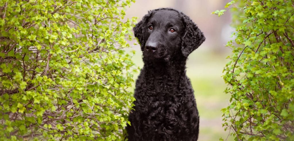 Nahaufnahme eines Curly Coated Retrivers