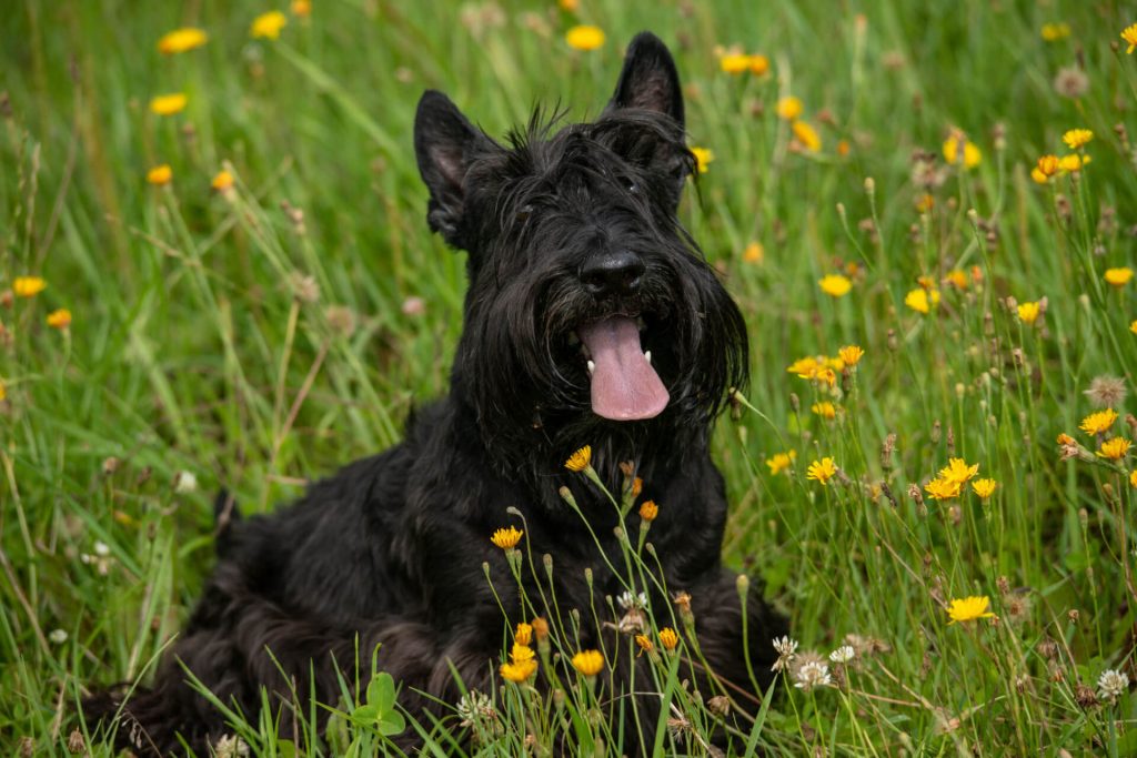 Scottish Terrier auf der Wiese