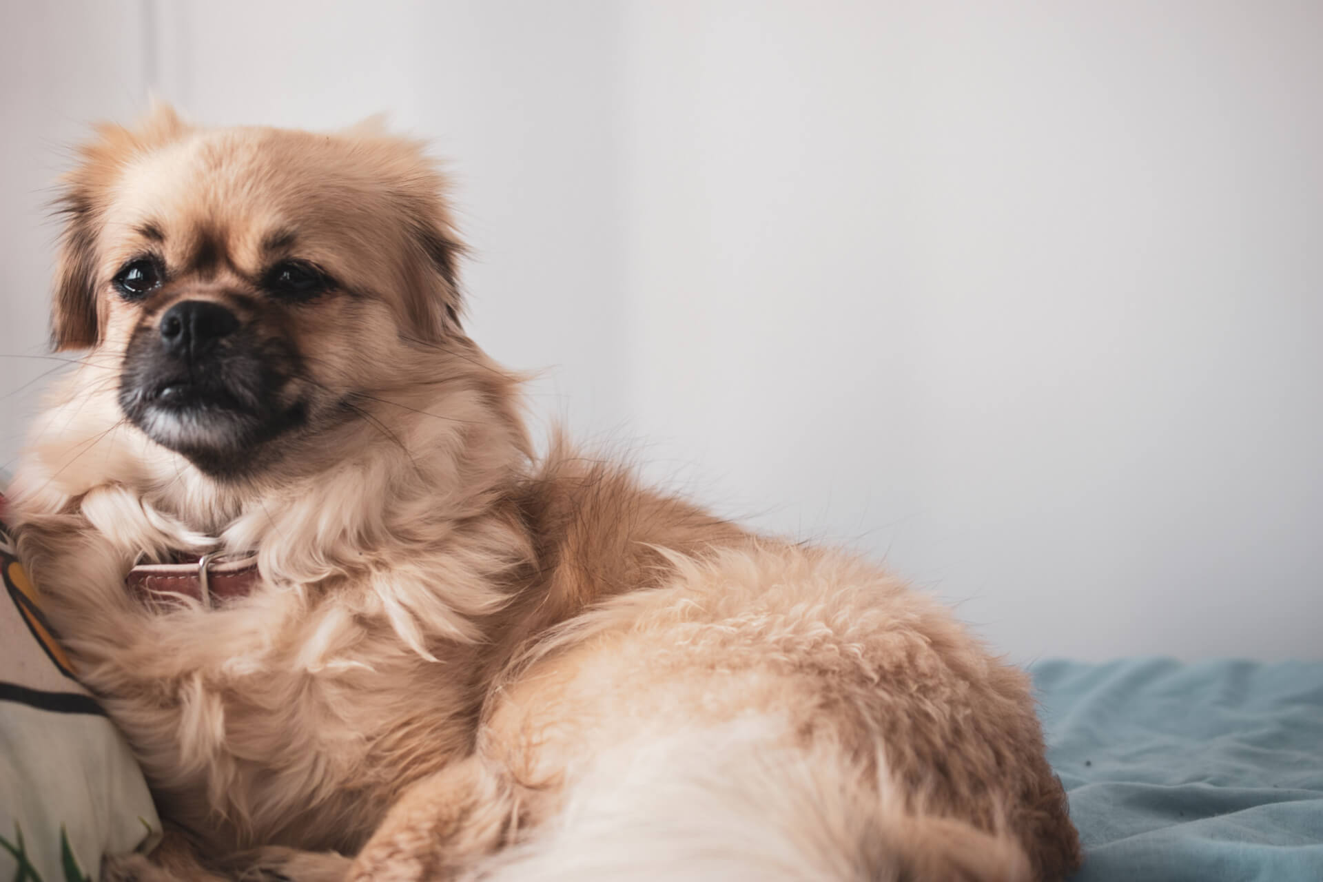 Tibet Spaniel liegt entspannt