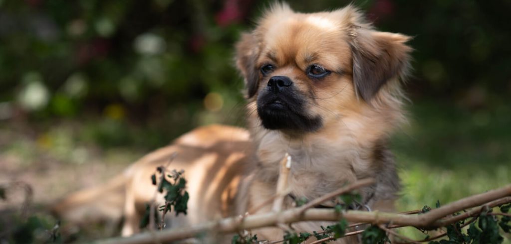 Tibet Spaniel starrt in die Ferne