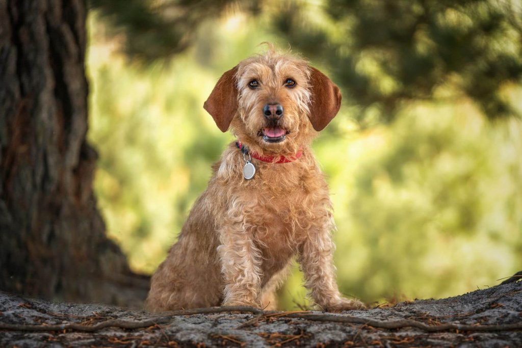 Basset Fauve de Bretagne