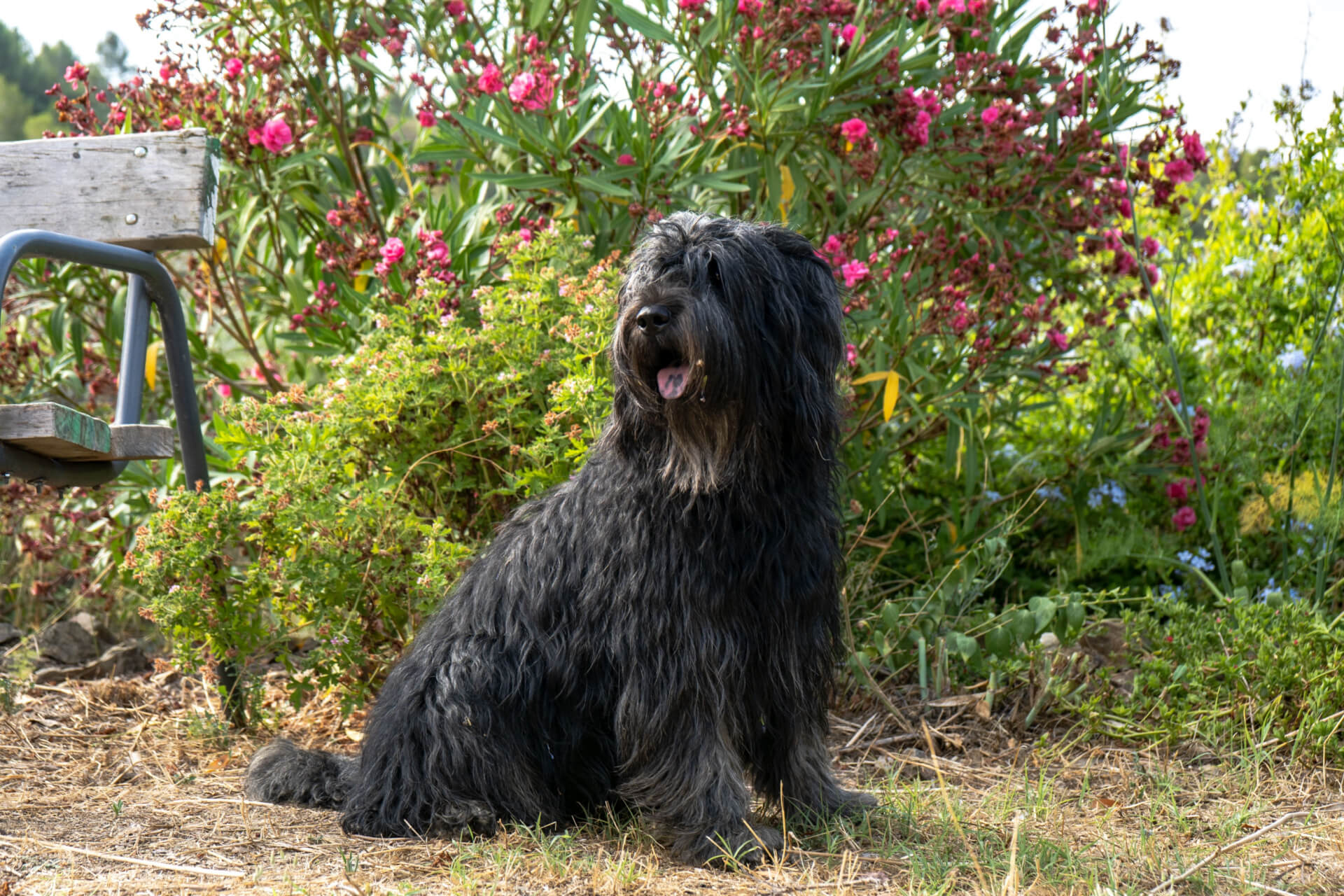 Bouvier des Flandres im Garten