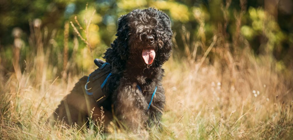 Bouvier des Flandres sitz im Gras