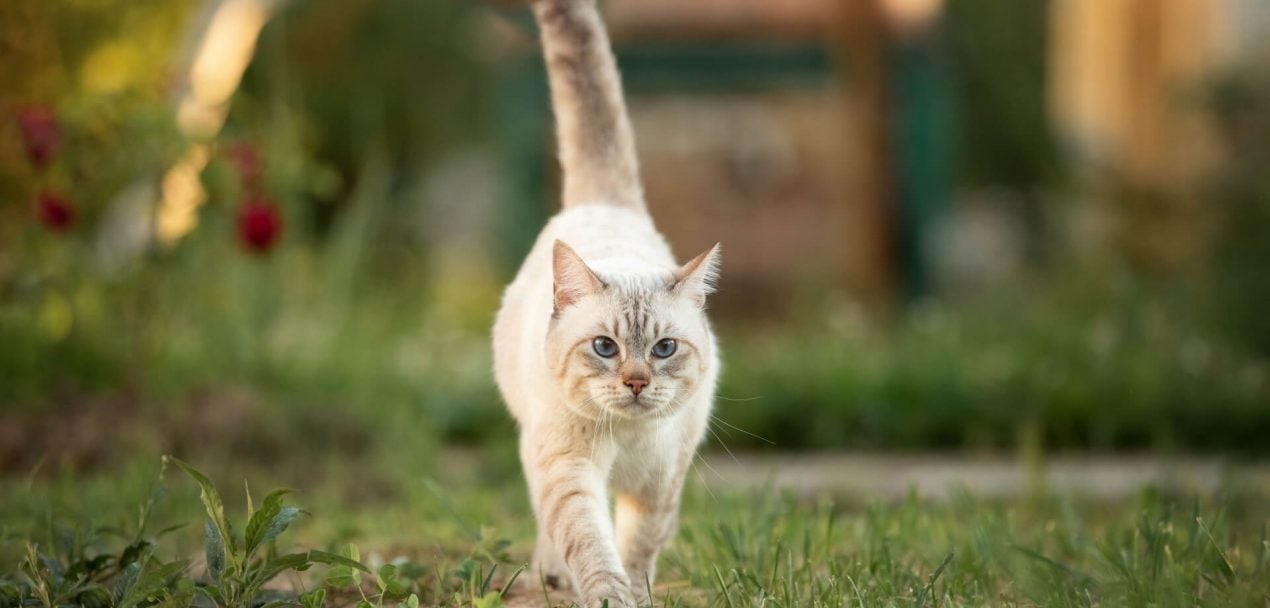 Die Körpersprache Der Katzen - Verstehen, Was Eure Katze Euch Sagt