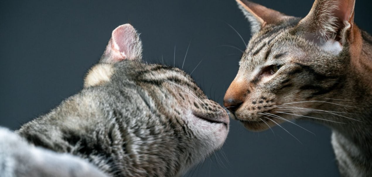 Die Körpersprache Der Katzen - Verstehen, Was Eure Katze Euch Sagt