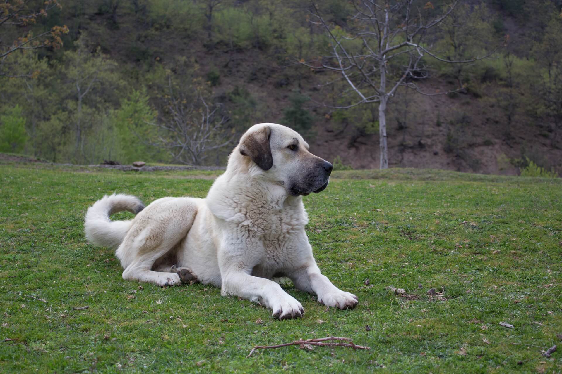 Alabai - Der beeindruckende Zentralasiatische Schäferhund