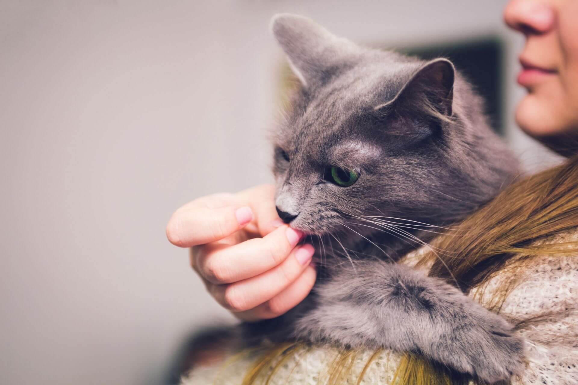 Die Katze Leckt Mich Ab - Katzenverhalten Verstehen