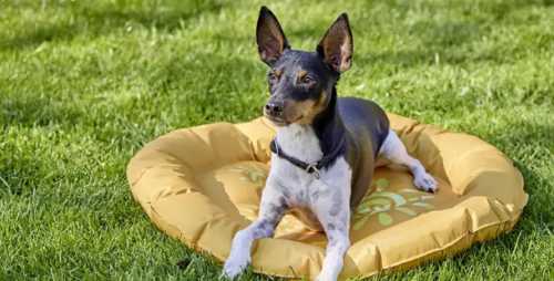 WOLTERS Inselabenteuer Moodbild Hund auf Kühldecke auf Rasen