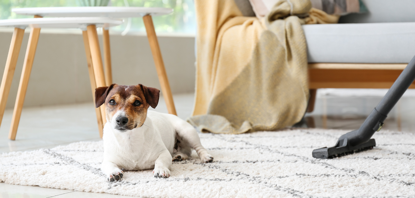 Hundebesitzer staubsaugt